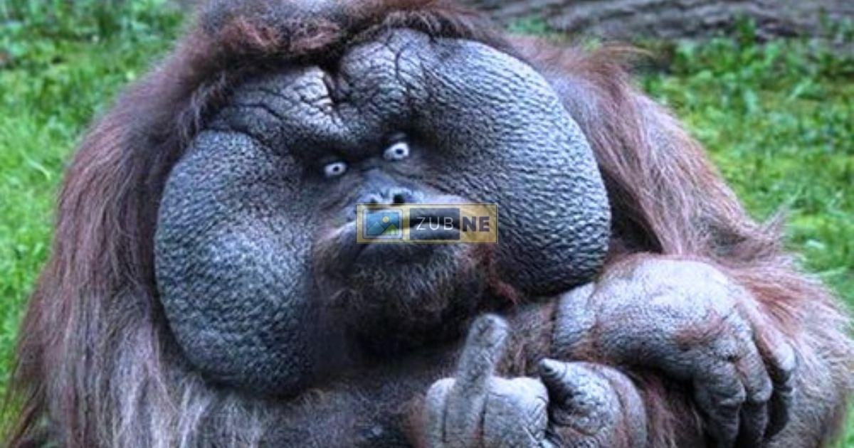 Gorilla sitting in forest, making funny faces, funny image on zubne.com